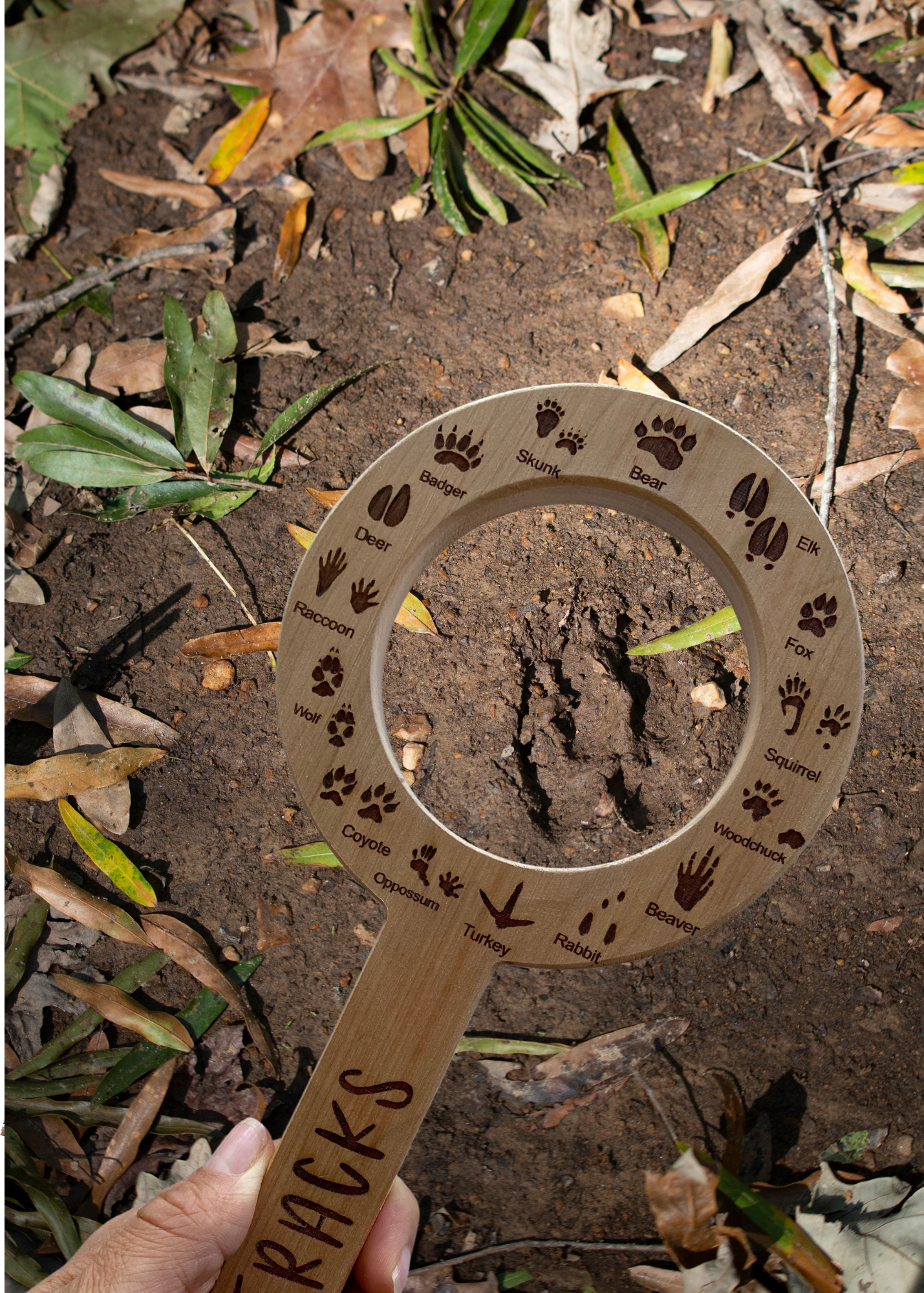 DOUBLE SIDED Animal Track and Bug Finder